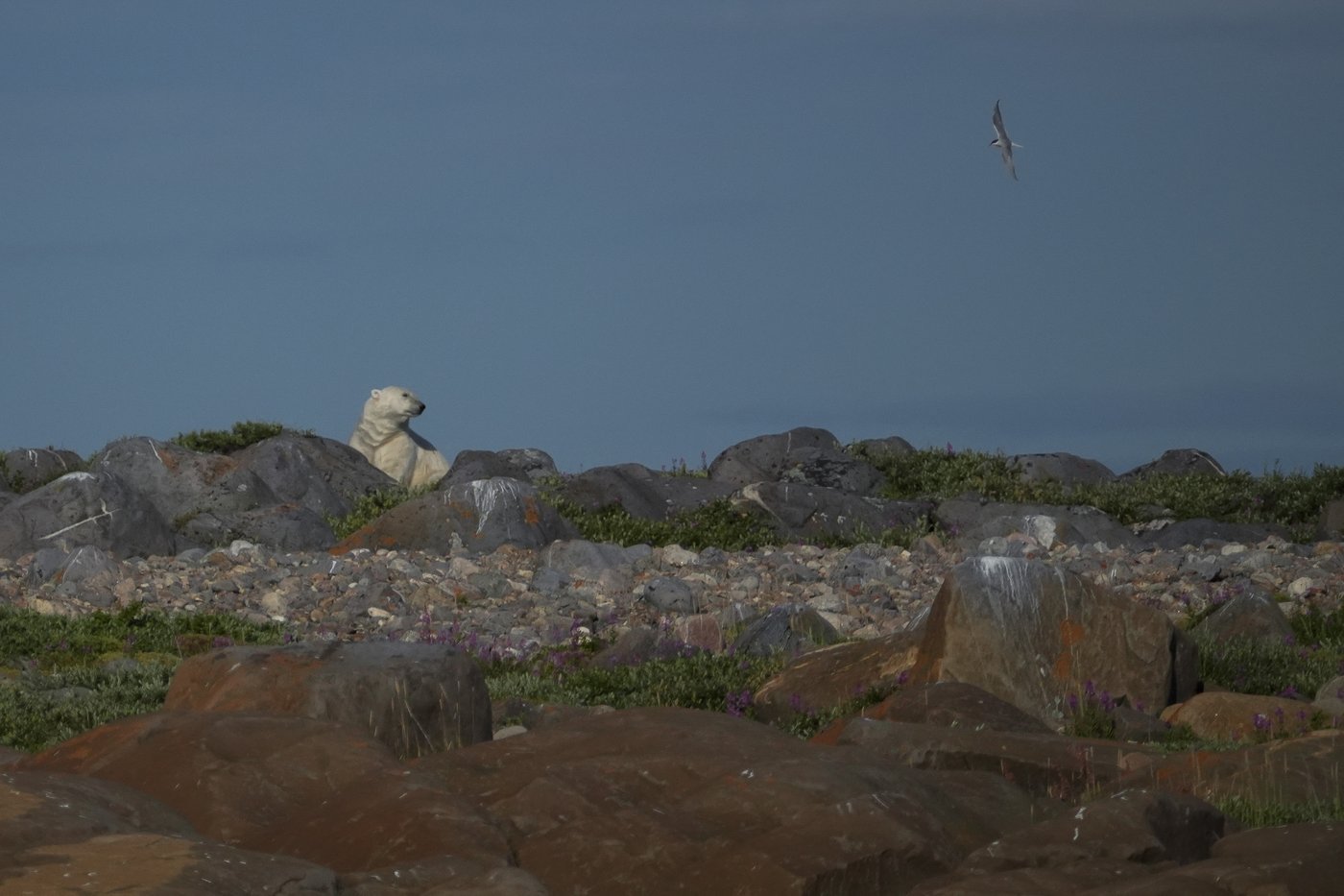 In the polar bear capital of the world, a community lives with the predator next door and loves it | iNFOnews.ca In the polar bear capital of the world, a community lives with the predator next door and loves it | iNFOnews.ca
