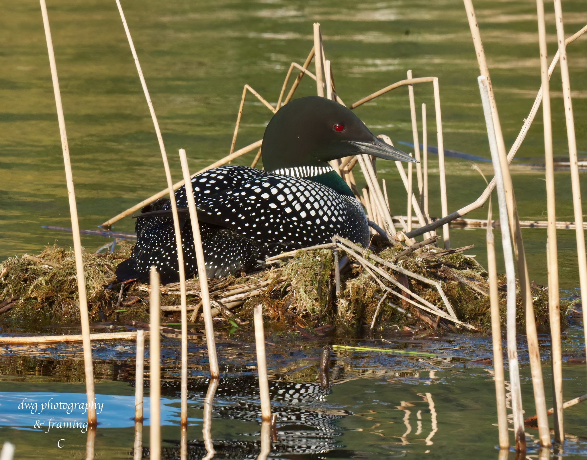 A loon sits on a mossy nest in a shallow lake.