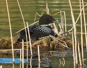 A loon sits on a mossy nest in a shallow lake.