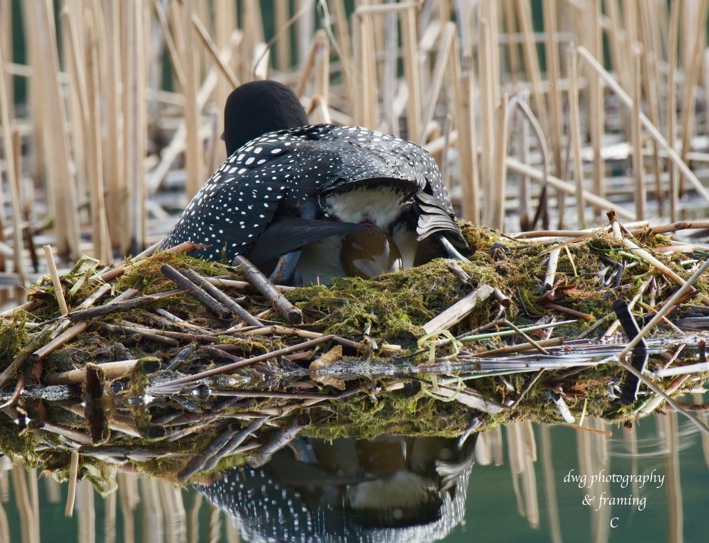 iN PHOTOS: Kamloops wildlife photographer captures loons nesting, laying eggs | iNFOnews.ca