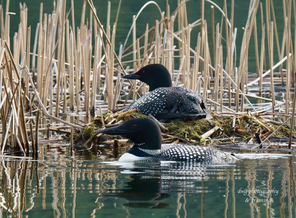 iN PHOTOS: Kamloops wildlife photographer captures loons nesting, laying eggs | iNFOnews.ca