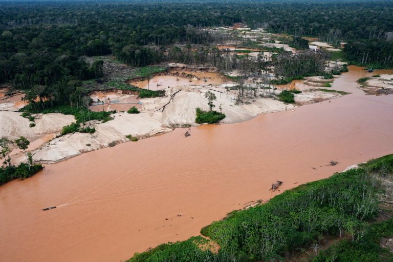 Interpol crackdown on illegal mining, logging and wildlife trafficking leads to 233 arrests | iNFOnews.ca