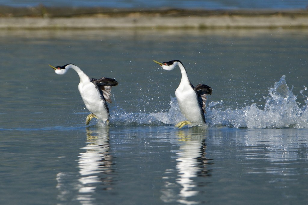 iN PHOTOS: The annual courtship dance of grebes on Shuswap Lake | iNFOnews.ca