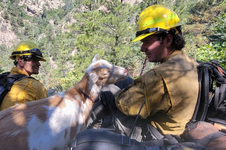 The GOAT: Hooved friend provides moral support to firefighters in Colorado | iNFOnews.ca