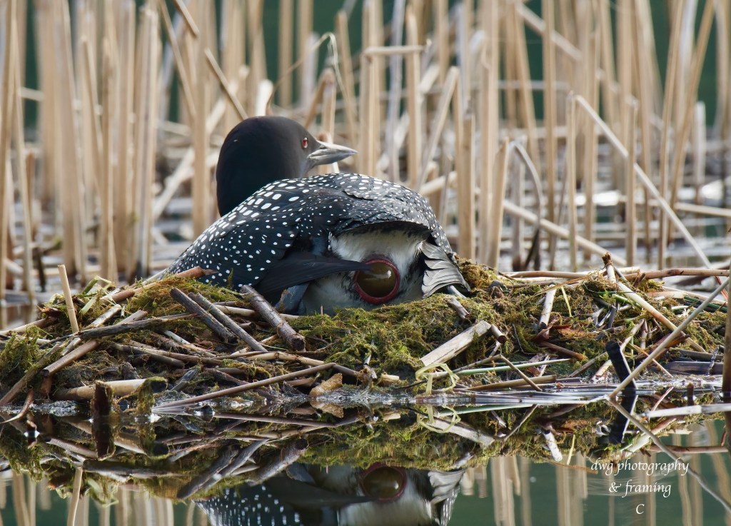 iN PHOTOS: Kamloops wildlife photographer captures loons nesting, laying eggs | iNFOnews.ca