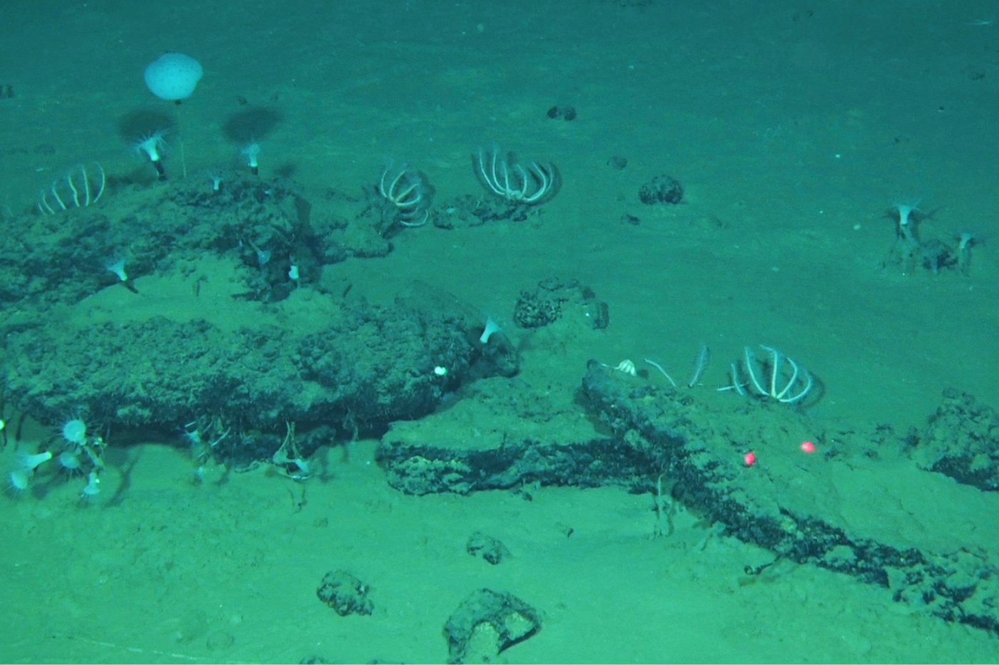 An ancient whale graveyard in the Indian Ocean teems with life | iNFOnews.ca An ancient whale graveyard in the Indian Ocean teems with life | iNFOnews.ca