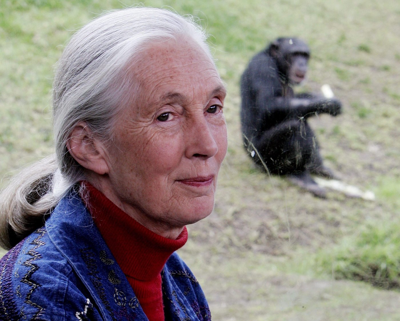 'No one of her stature': Conservationist Jane Goodall remembered in Canada | iNFOnews.ca