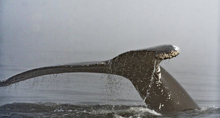 Humpback whale dead after ferry crew reports collision off B.C. coast | iNFOnews.ca