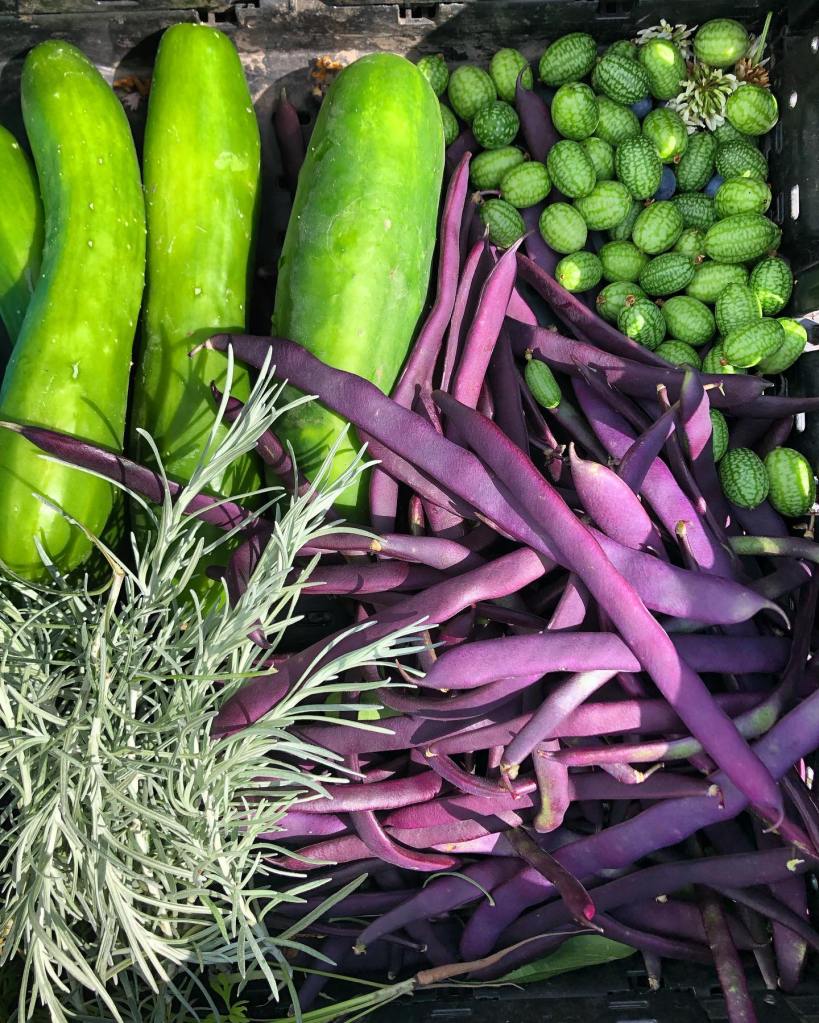 How a first generation Okanagan hobby farmer is going pro | iNwine