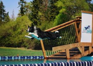 A border collie springs off a dock into a pool.