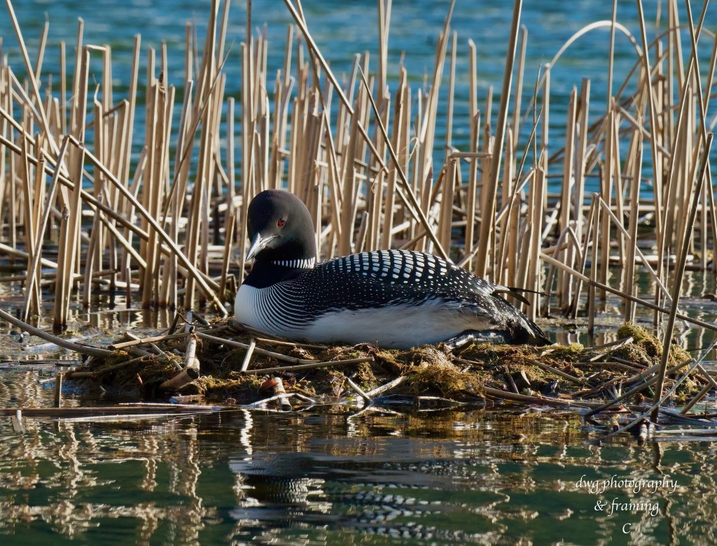 iN PHOTOS: Kamloops wildlife photographer captures loons nesting, laying eggs | iNFOnews.ca