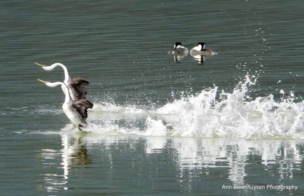 iN PHOTOS: The annual courtship dance of grebes on Shuswap Lake | iNFOnews.ca