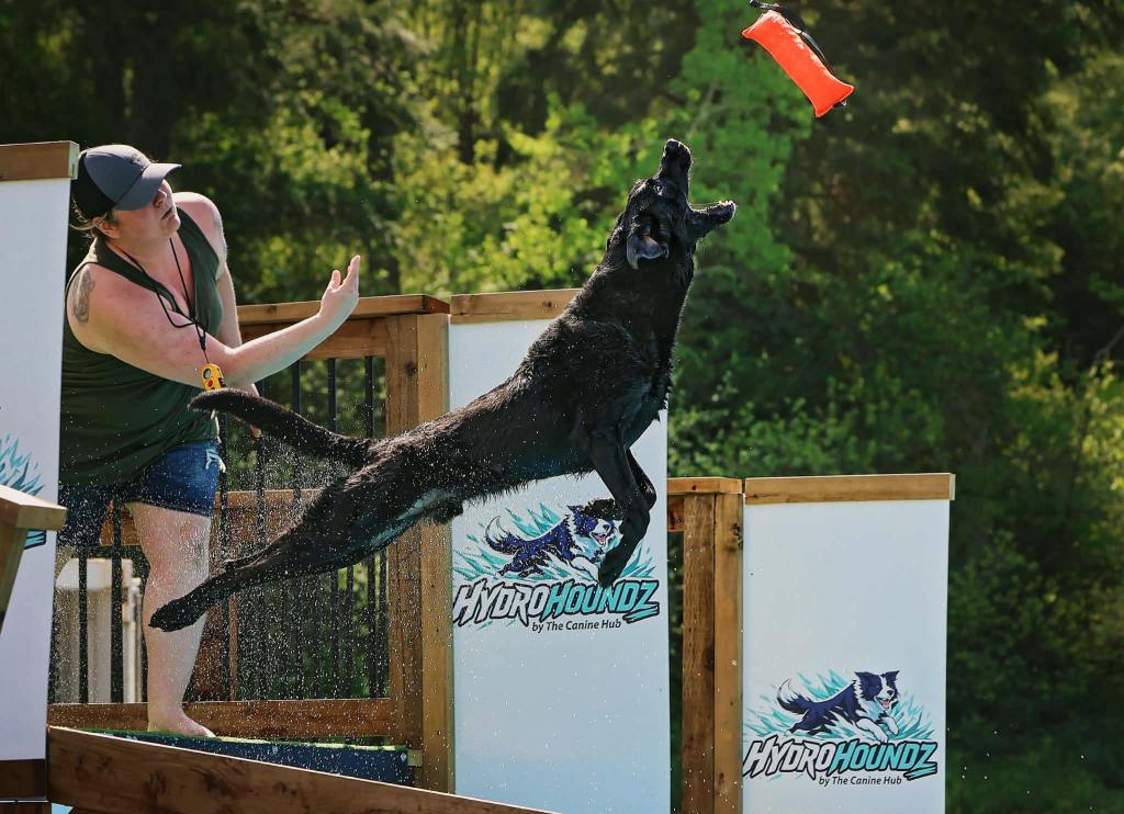 Canines get air time at Okanagan's first dog diving dock | iNFOnews.ca