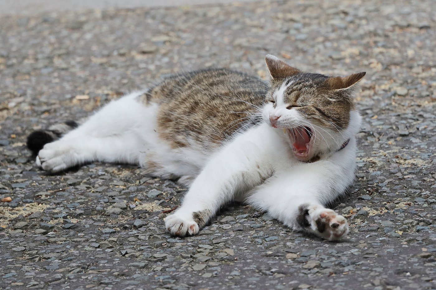 Larry the cat, Britain's Chief Mouser at 10 Downing Street for 15 years, in photos | iNFOnews.ca