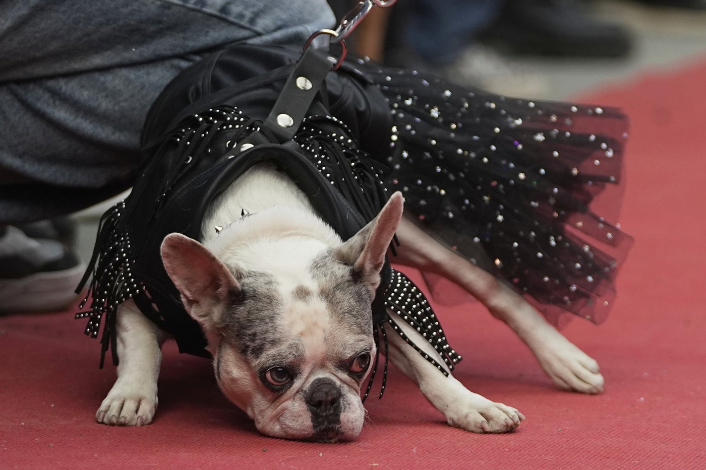 PHOTO COLLECTION: Russia French Bulldogs Parade | iNFOnews.ca PHOTO COLLECTION: Russia French Bulldogs Parade | iNFOnews.ca
