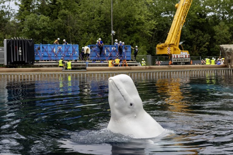 Another six whales being moved out of Marineland, headed to U.S. aquariums | iNFOnews.ca