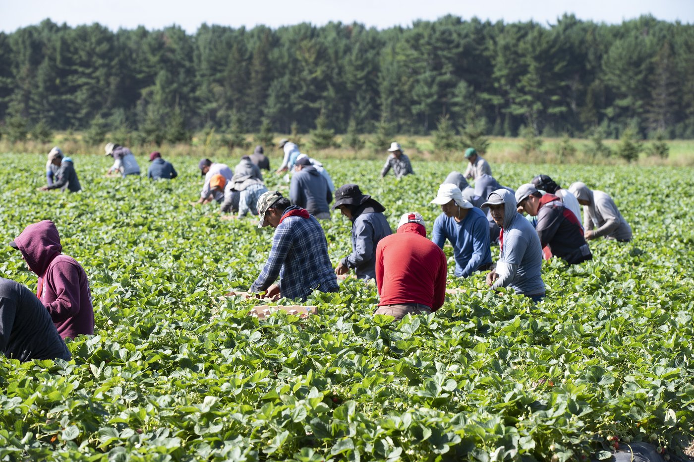 Rural B.C. communities ask province to support foreign worker program changes | iNFOnews.ca