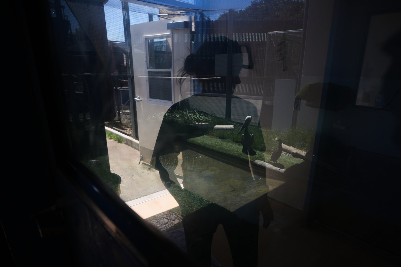 A marine heat wave caused seabird deaths off California. El Nino could worsen the die-off | iNFOnews.ca