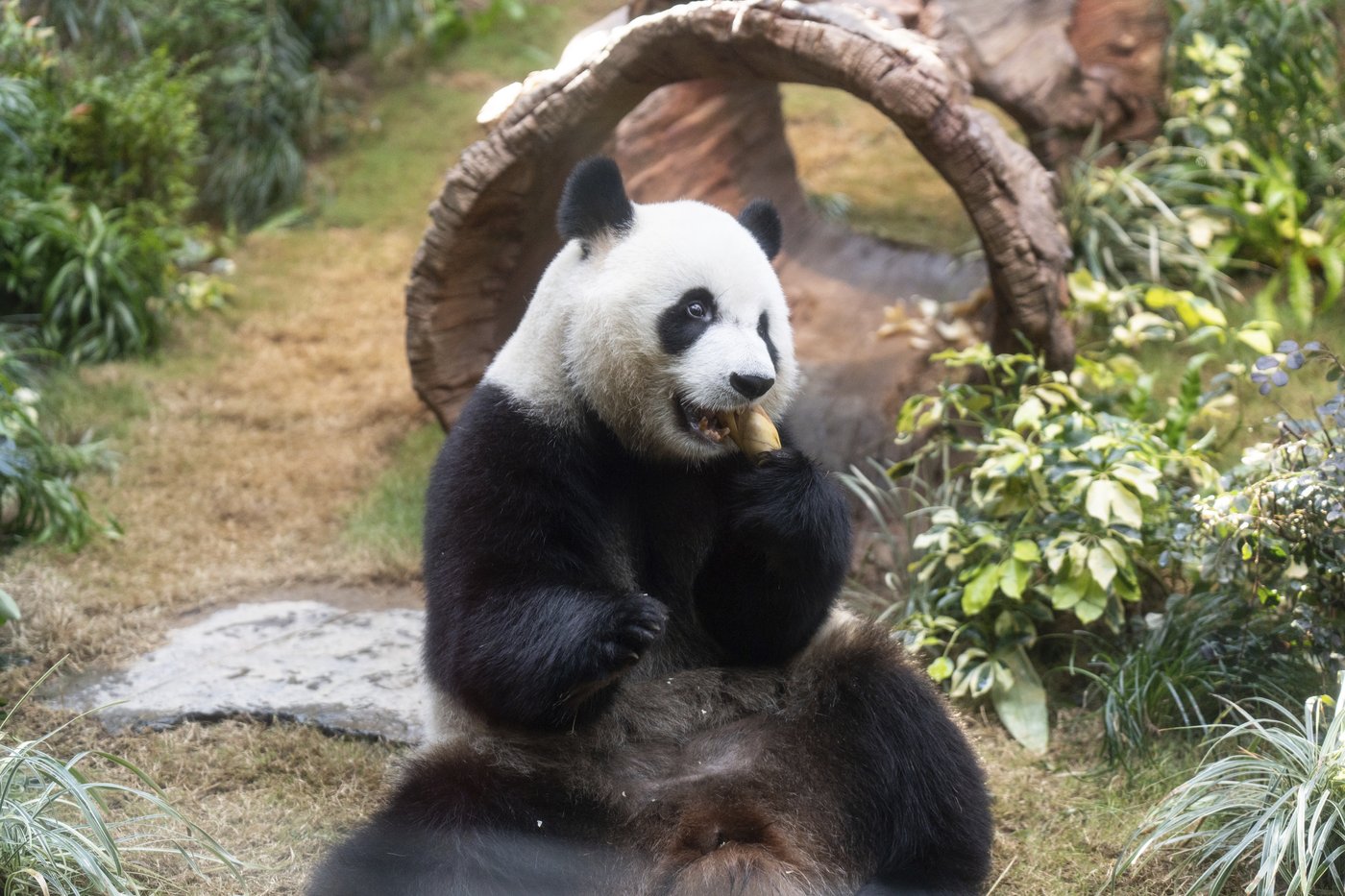PHOTO COLLECTION: Hong Kong Panda | iNFOnews.ca PHOTO COLLECTION: Hong Kong Panda | iNFOnews.ca