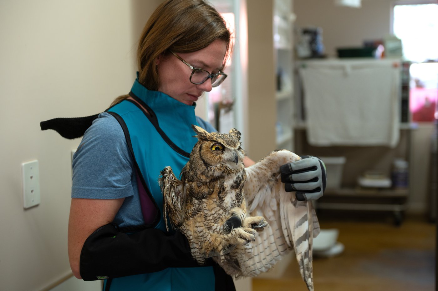 Owl partially covered in concrete is cleaned up and recovering after rescue in Utah | iNFOnews.ca
