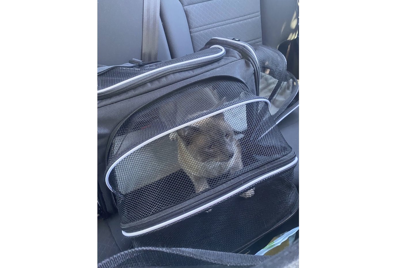 A lost cat's mysterious 2-month, 900-mile journey home to California | iNFOnews.ca