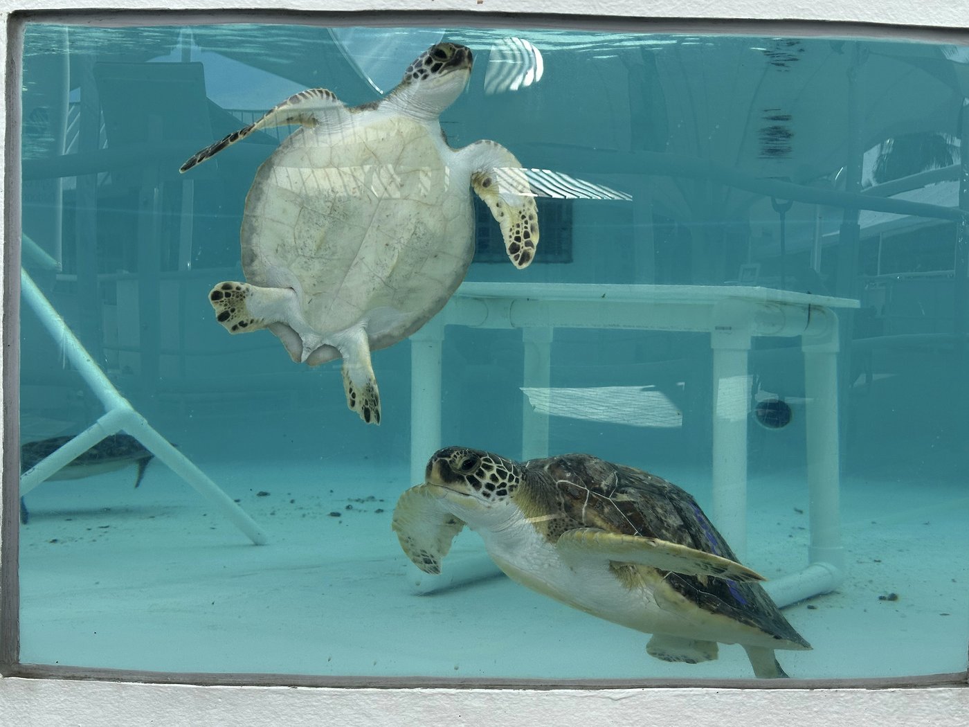 Sea turtles return to the Atlantic Ocean off Florida after being stunned by the cold | iNFOnews.ca Sea turtles return to the Atlantic Ocean off Florida after being stunned by the cold | iNFOnews.ca