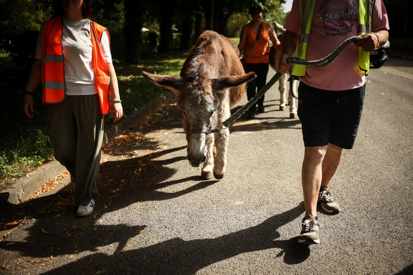 Patients find help with therapy donkeys at psychiatric hospital near Paris | iNFOnews.ca Patients find help with therapy donkeys at psychiatric hospital near Paris | iNFOnews.ca