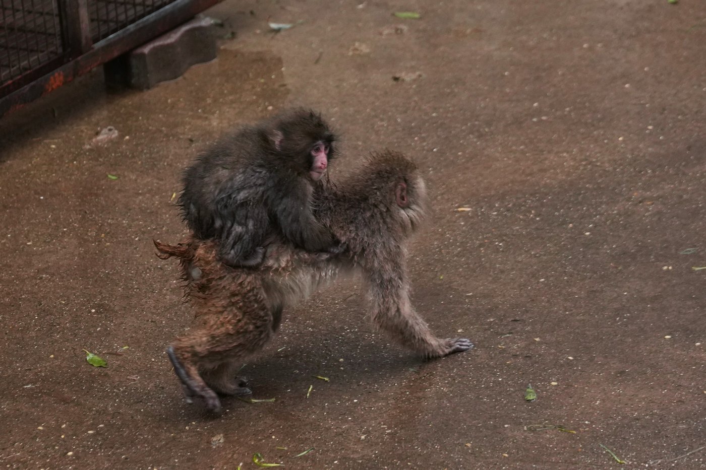 Punch the orphan macaque is outgrowing his plushie and making friends | iNFOnews.ca Punch the orphan macaque is outgrowing his plushie and making friends | iNFOnews.ca
