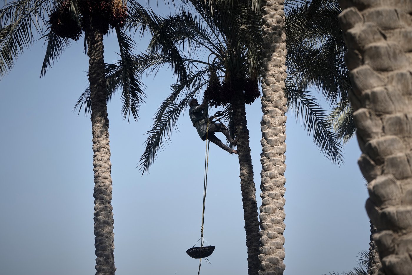 Photos capture the date harvest in an Egyptian village near Cairo | iNFOnews.ca
