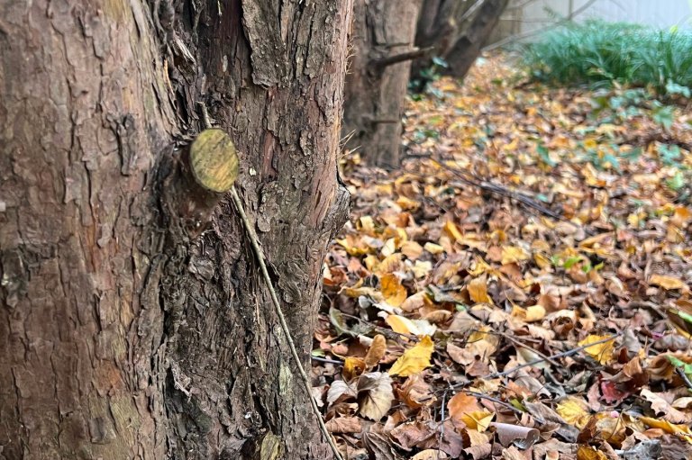 Transform fallen leaves into valuable leaf mold for your garden this fall | iNFOnews.ca