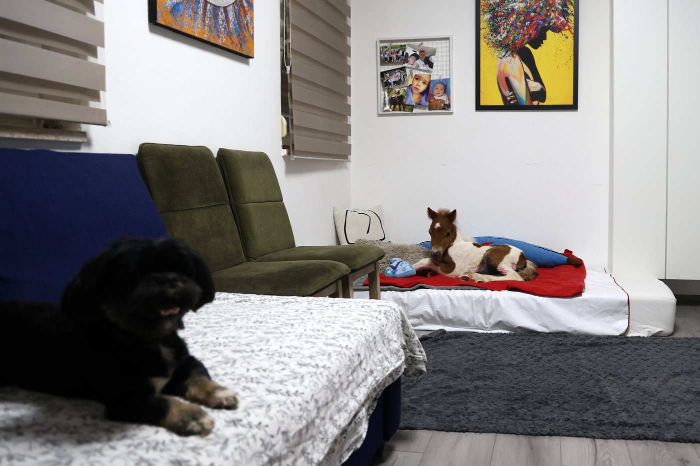 A month-old pony moves to a 4th-floor apartment in Croatia. Neighbors don't mind | iNFOnews.ca A month-old pony moves to a 4th-floor apartment in Croatia. Neighbors don't mind | iNFOnews.ca