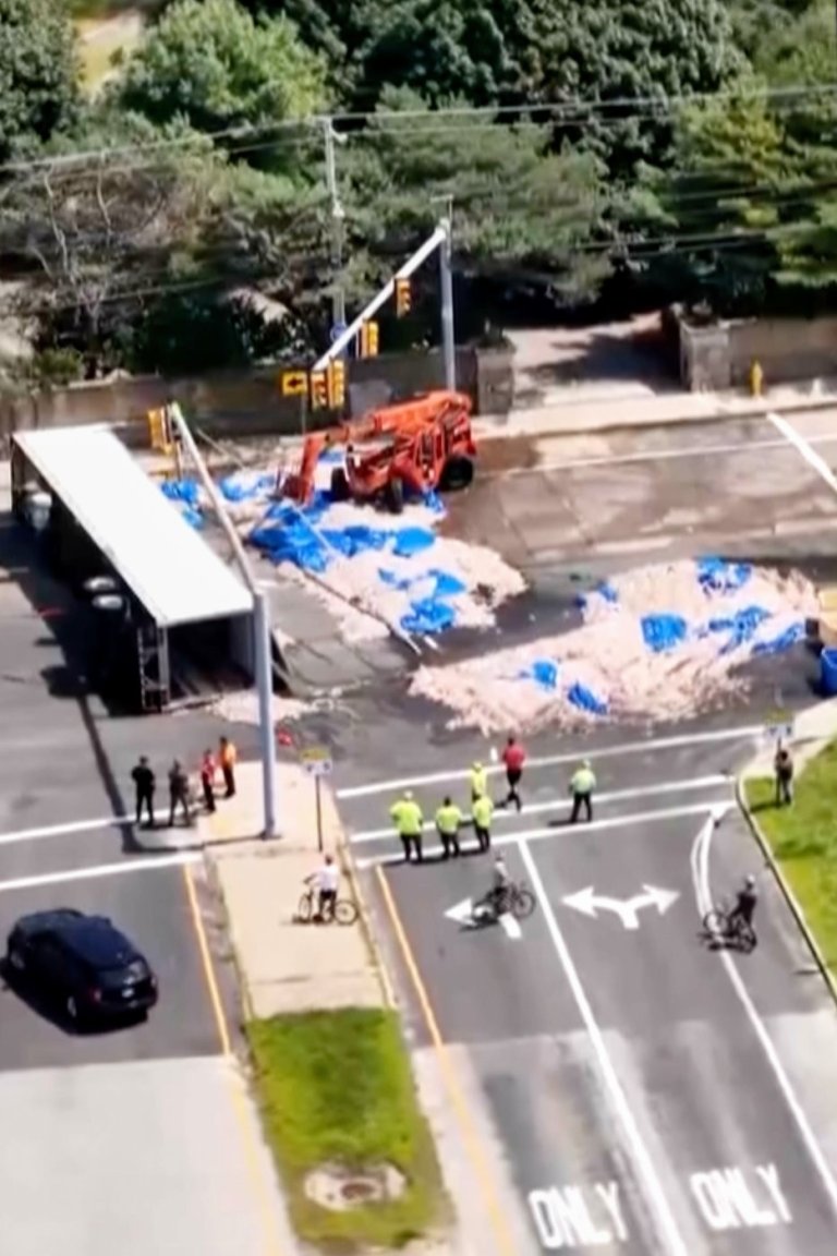 Truckload of squid spills into the street in Rhode Island, creating a smelly mess in the summer heat | iNFOnews.ca
