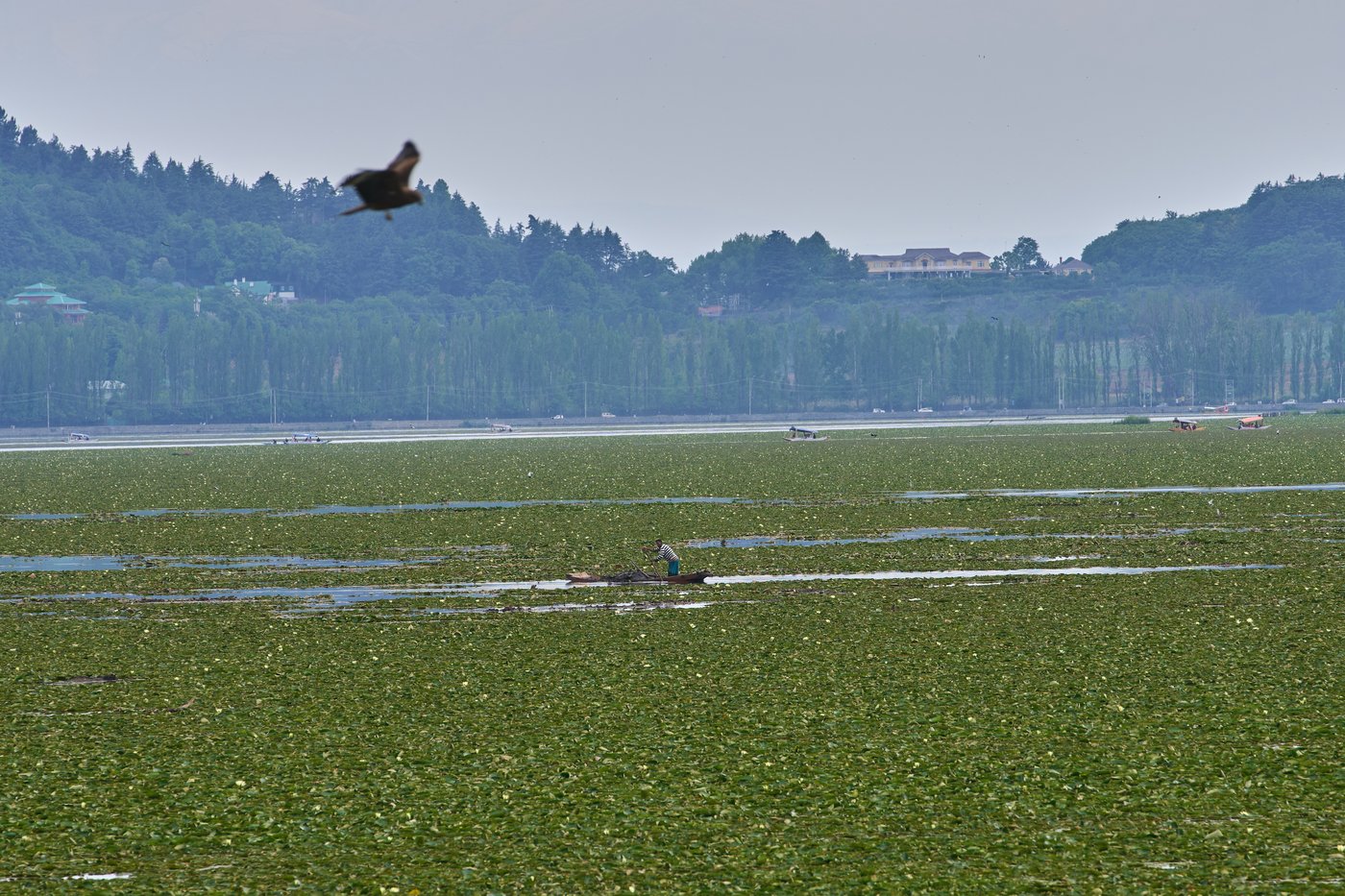 Warming climate, pollution and unplanned growth push Kashmir’s lakes toward disappearance | iNFOnews.ca