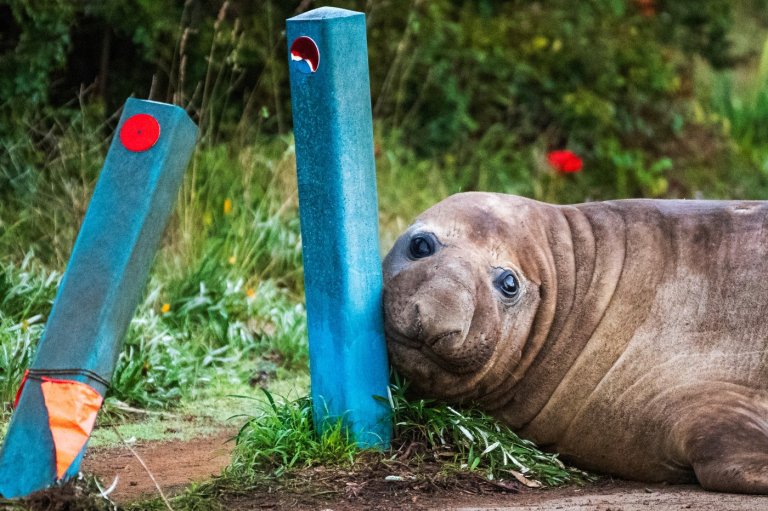 Australian officials ask fans to respect the privacy of Neil, a 1-ton seal who respects nothing | iNFOnews.ca