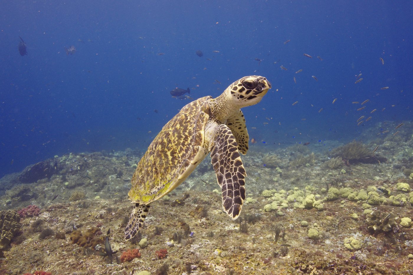 Endangered sea turtle populations show signs of recovery in more than half the world, survey finds | iNFOnews.ca
