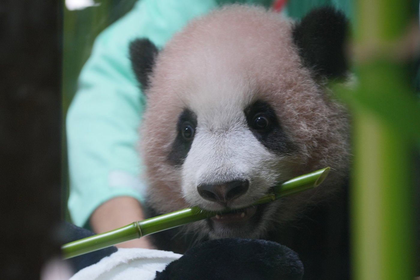 Indonesia's first giant panda cub, Rio, is growing and healthy before his public debut | iNFOnews.ca Indonesia's first giant panda cub, Rio, is growing and healthy before his public debut | iNFOnews.ca