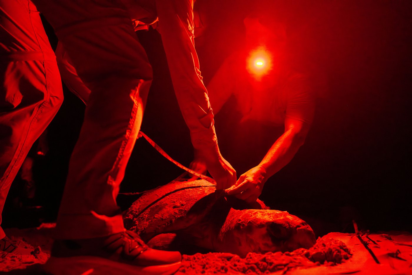 Peek inside Georgia’s record-setting sea turtle nesting season | iNFOnews.ca