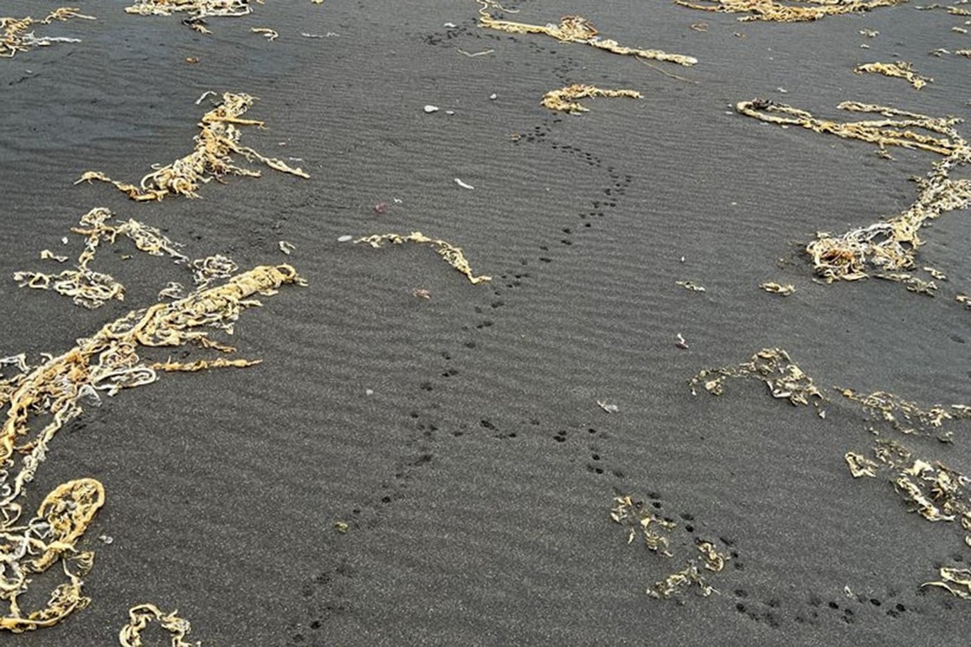 Why an Alaska island is using peanut butter and black lights to find a rat that might not exist | iNFOnews.ca Why an Alaska island is using peanut butter and black lights to find a rat that might not exist | iNFOnews.ca