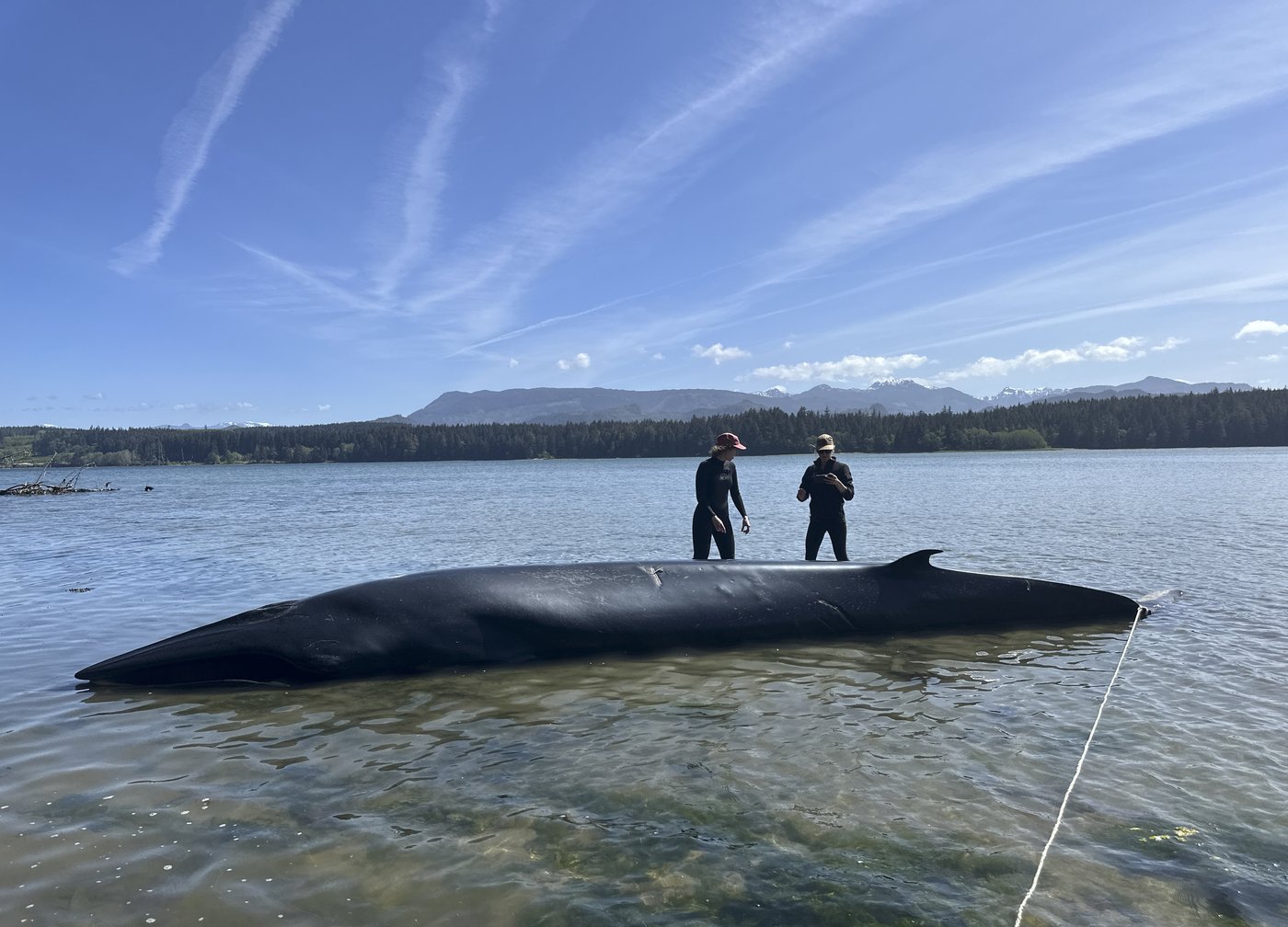 Bryde's whale washes ashore in only known sighting of the animal in B.C. | iNFOnews.ca Bryde's whale washes ashore in only known sighting of the animal in B.C. | iNFOnews.ca