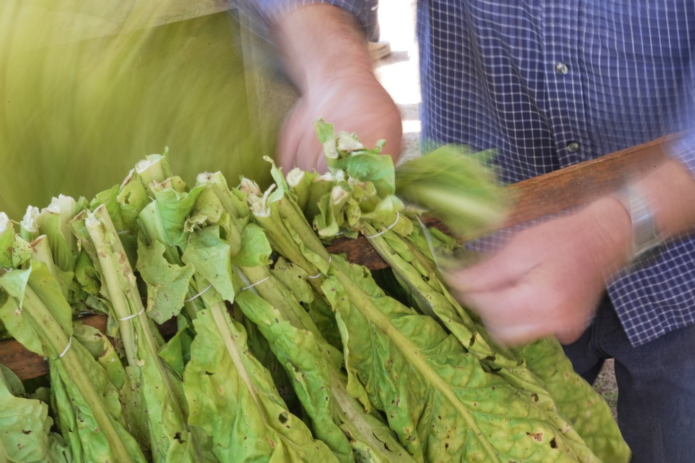 Whether 'stringing' or 'looping,' tobacco is the tie that binds many North Carolina farm families | iNFOnews.ca Whether 'stringing' or 'looping,' tobacco is the tie that binds many North Carolina farm families | iNFOnews.ca