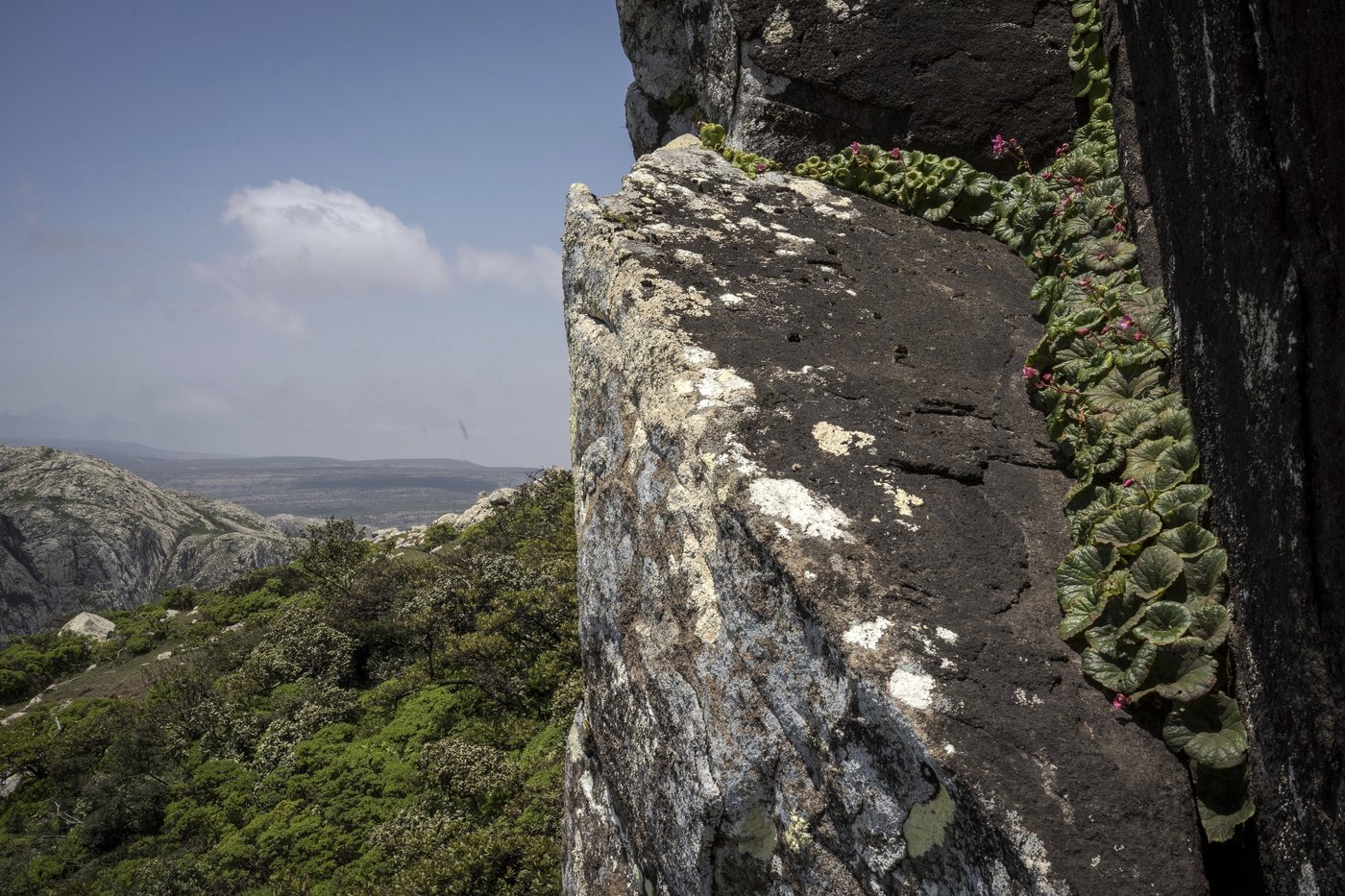 These surreal trees survived for centuries. Scientists worry for their future | iNFOnews.ca These surreal trees survived for centuries. Scientists worry for their future | iNFOnews.ca