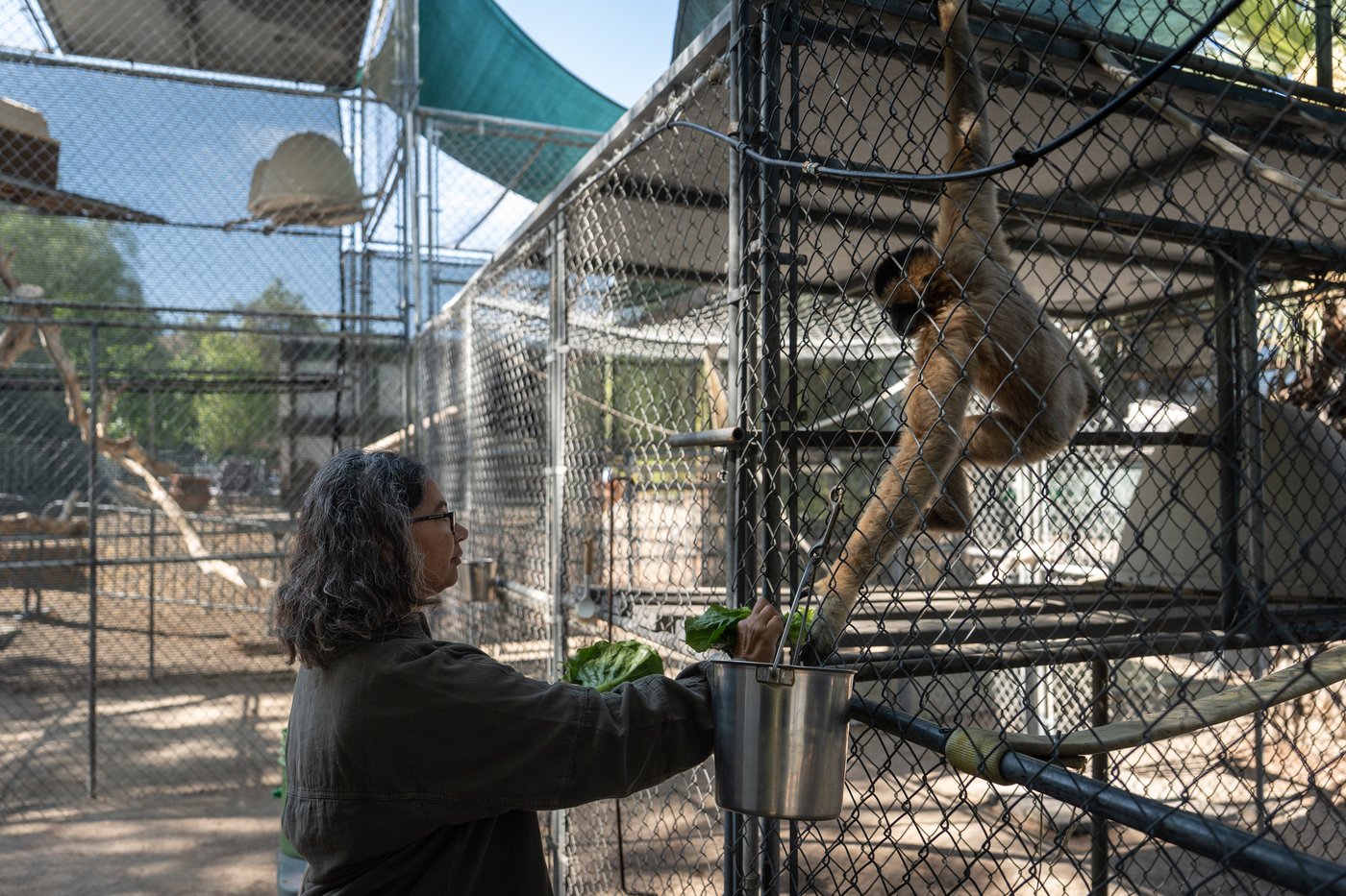 How a sanctuary outside LA has cared for rare, endangered gibbons for a half-century | iNFOnews.ca