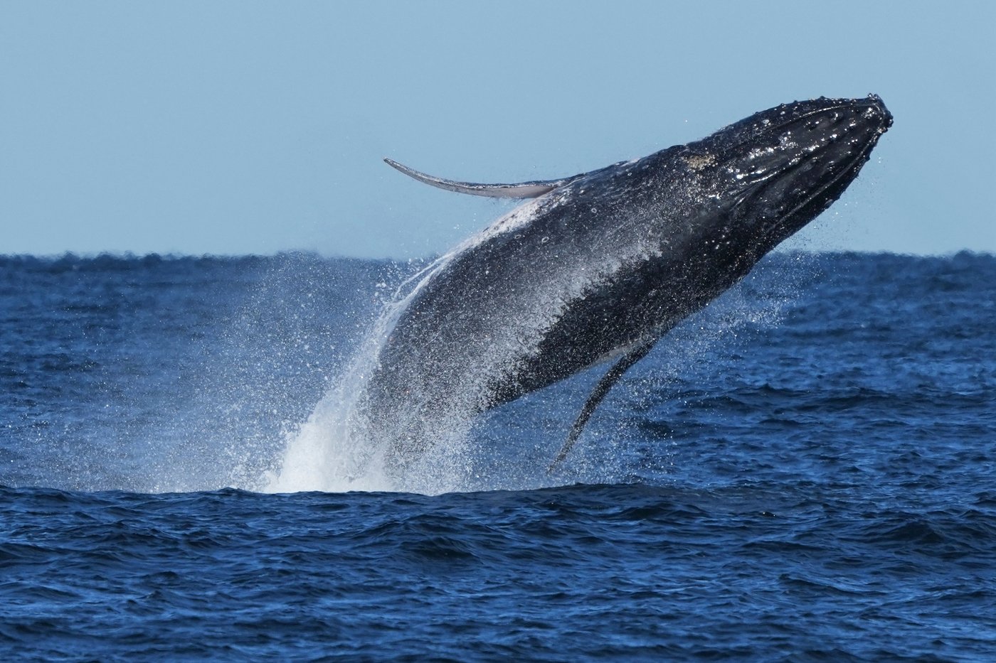 Whale 'supergroups' show numbers are rebounding from hunting. But Iran war holds dangers for them | iNFOnews.ca Whale 'supergroups' show numbers are rebounding from hunting. But Iran war holds dangers for them | iNFOnews.ca