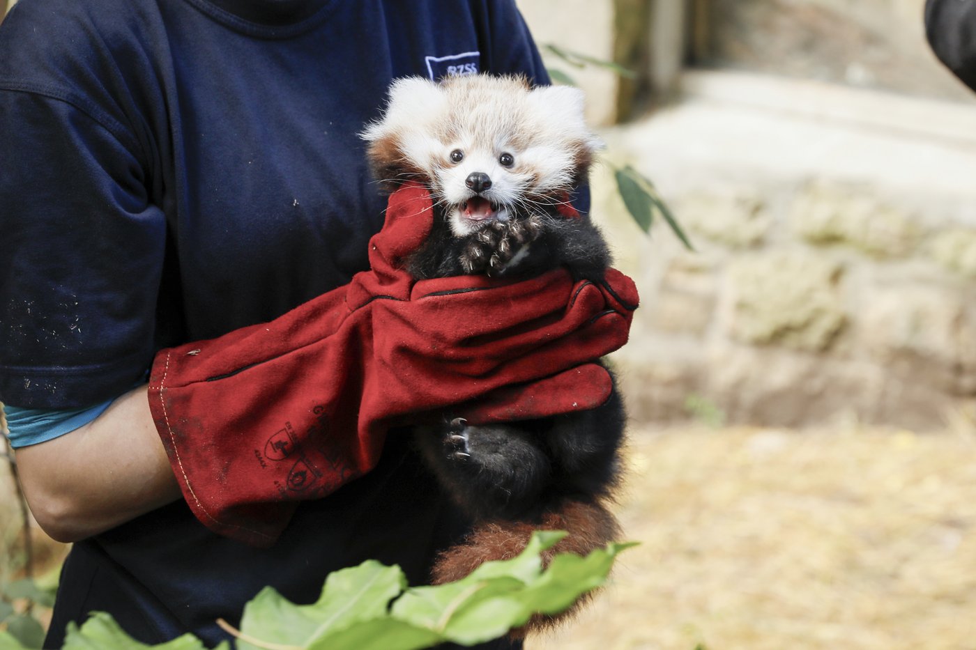 Edinburgh Zoo blames fireworks for death of baby red panda | iNFOnews.ca Edinburgh Zoo blames fireworks for death of baby red panda | iNFOnews.ca