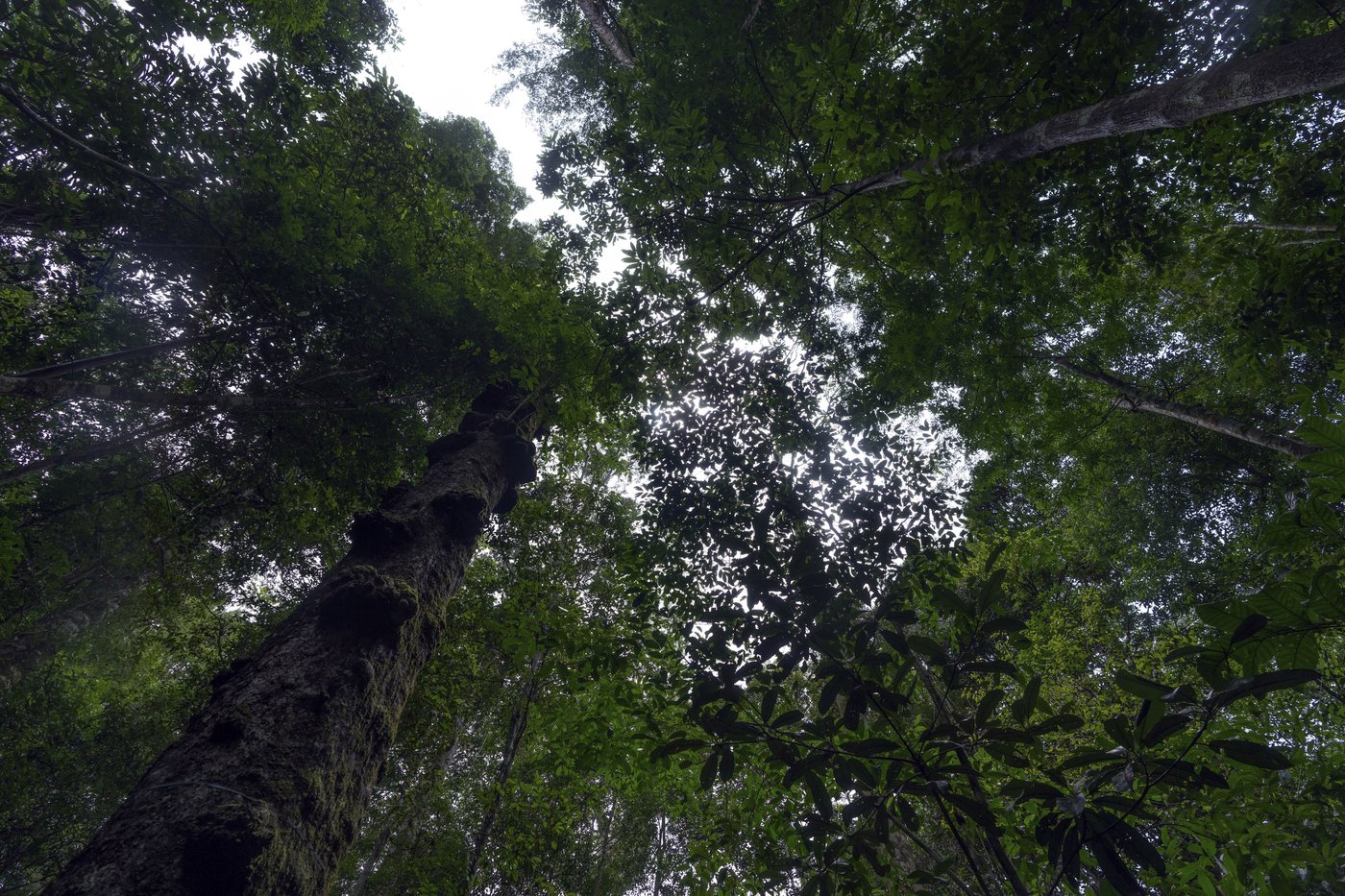What would happen if the Amazon rainforest dried out? This decades-long experiment has some answers | iNFOnews.ca
