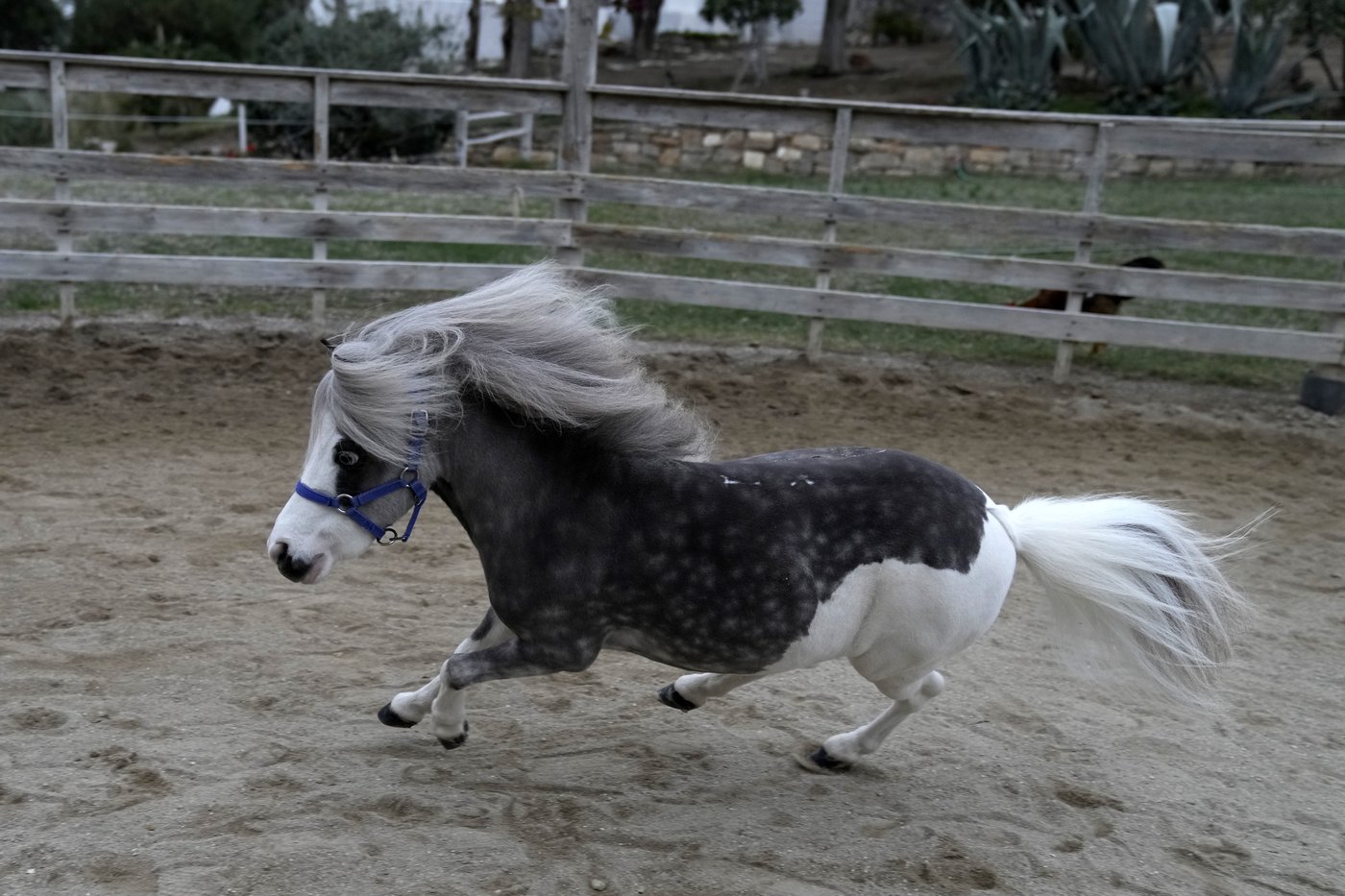 Greece's only miniature therapy horses bring joy to many, but their charity is struggling | iNFOnews.ca Greece's only miniature therapy horses bring joy to many, but their charity is struggling | iNFOnews.ca