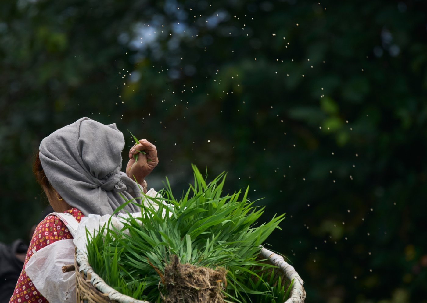Photo show Paddy Day, the festival marking the start of the rice planting season in Nepal | iNFOnews.ca