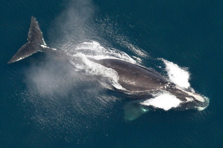 One of the world's rarest whales that makes the Atlantic its home grows in population | iNFOnews.ca