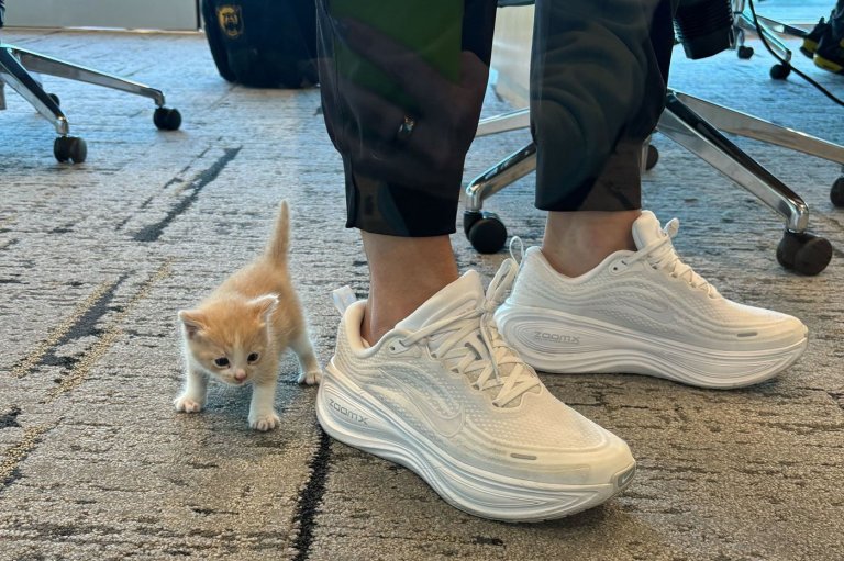 A mysterious meow from her car introduces Baylor coach Nicki Collen to a new family member | iNFOnews.ca