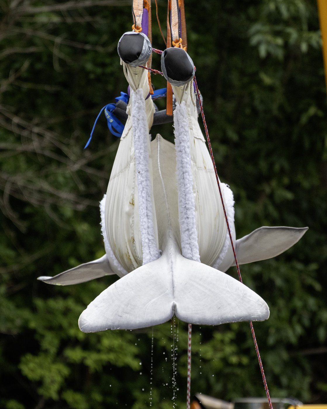 Another six whales being moved out of Marineland, headed to U.S. aquariums | iNFOnews.ca Another six whales being moved out of Marineland, headed to U.S. aquariums | iNFOnews.ca